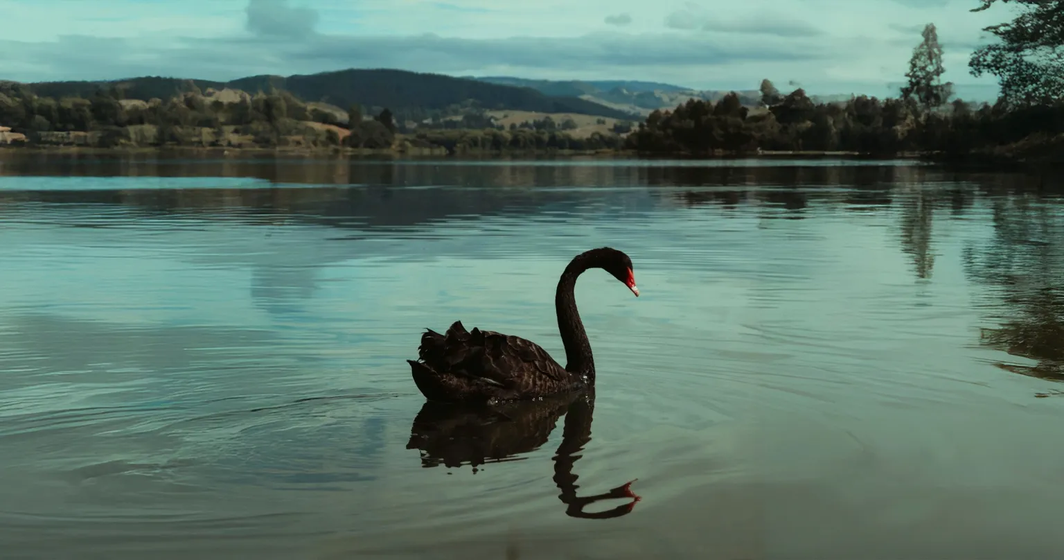 In Fear of a Black Swan