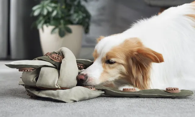 Frank the Dogtopus Bets Smart Design Equals Smarter Dogs