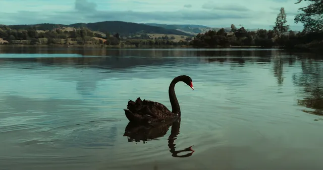 In Fear of a Black Swan